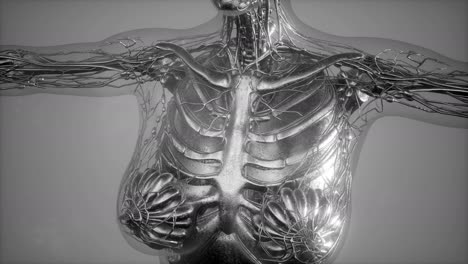 Anatomy-Tomography-Scan-of-Human-Body